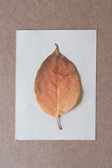 Sticker - autumn leaf isolated on white card and cardboard