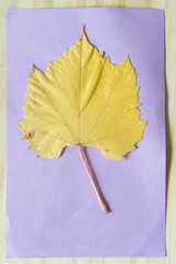 Canvas Print - yellow autumn grape leaf isolated on violet paper