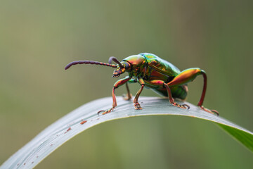 Wall Mural - A beautiful frog legged leaf beetle Sagra buqueti sunbathing on a grass with bokeh background