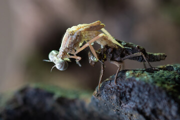 Wall Mural - A young damselfly emerge from its former skin after molting near river stream with bokeh background 
