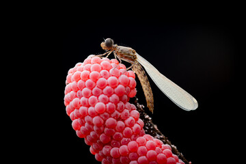 Wall Mural - beautiful juvenile damselfly from genus rhinocypha perching on a snail egg near small river stream with black background