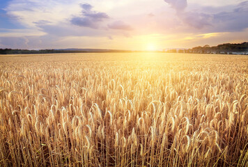 Wall Mural - Wheat field. Ears of golden wheat close up. Beautiful Nature Sunset Landscape. Rural Scenery under Shining Sunlight. Background of ripening ears of wheat field. Rich harvest Concept. Label art design