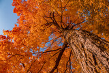 Fototapeta  - Bright orange autumn sugar maple leaves, looking up the trunk of a maple tree, Ontario, Canada