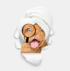 Aufkleber - Happy mastiff puppy with towel on it head looks thru a magnifying lens looks through a hole in white paper