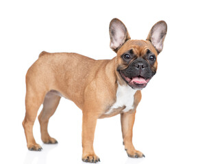 Fototapete - French Bulldog puppy standing in  side view and looking at camera. Isolated on white background