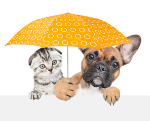 Poster - french bulldog puppy and tabby fold kitten hold umbrella above white banner. isolated on white background
