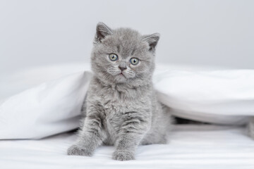 Poster - Cozy kitten sitting under white warm blanket on a bed at home