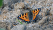 Kleiner Fuchs (Aglais urticae), Schmetterling