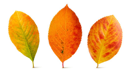 Wall Mural - three autumn leaves of chokeberry isolated on a white background, orange fallen leaf.