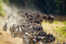 Blue Wildebeest Crossing The Mara River During The Annual Migration In Kenya	