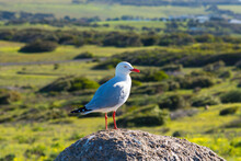A Young Beautiful Seagull Standing On A Grey Rock In Wild