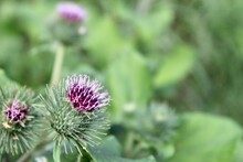 Green Thistle Blooms With Purple Flowers In Autumn