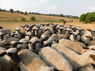 Closeup, front view of a herd of shorn Hampshire Down Ewe Sheep huddled together with golden grass field landscape in the background under a blue sky