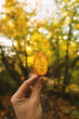 Herbststimmung, Herbstblatt in der Hand