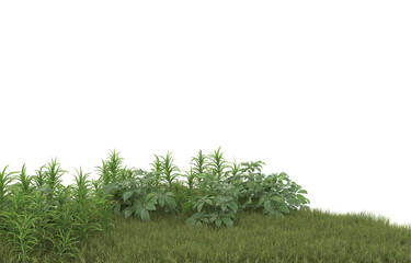 Poster - Field of grass with flowers on transparent background. 3d rendering - illustration