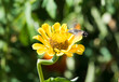 Yellow flowers on a summer day. Moro sphinx collects nectar from Zinnia violacea flowers in the garden.
