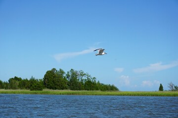 Wall Mural - Seagull flying over the sea shore