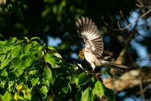 Selectiive Focus Of Northern Mockingbird (Mimus Polyglottos)wings In Motion On Tree Carrying Twig