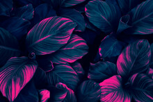 Tropical Leaf Background, Neon Glow Color Toned.