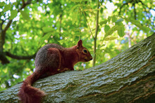 Squirrel On A Tree