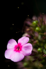 Wall Mural - Garden phlox flower