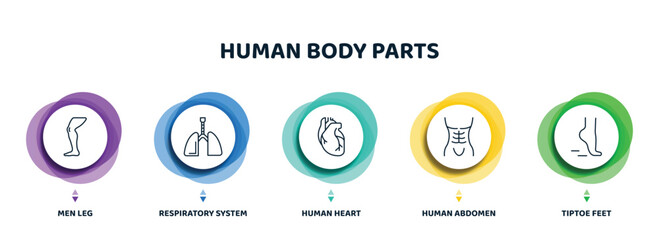 editable thin line icons with infographic template. infographic for human body parts concept. included men leg, respiratory system, human heart, human abdomen, tiptoe feet icons.