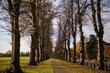 Beautiful shot of a walking trail through bare trees in the Delepre Abbey park in Northampton