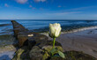 weiße Rose an den Buhnen der Ostsee -ein Symbol für eine Seebestattung