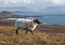 Irish Sheep Grazing Grass On A Steep Hill. Beautiful Landscape Scenery With Blue Sky And Ocean In The Background. Achill Island, County Mayo, Ireland. Keem Bay Area. Warm Sunny Day