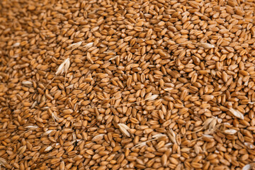 Pile of wheat grains as background, closeup view