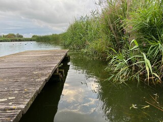 Poster - Picturesque view of river reeds and cloudy sky