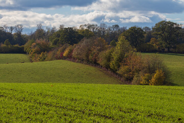 Wall Mural - Hilly farm land with hedgerow in autumn.