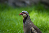 Fototapeta Dmuchawce - Partridge Bird in the grass