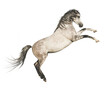 Gray horse rearing up, isolated on transparent background. 
