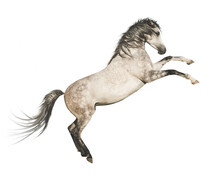 Gray Horse Rearing Up, Isolated On Transparent Background. 