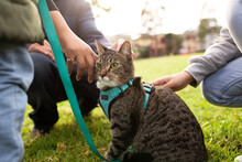 Close Up Shot Of A Cat With A Blue Green Leash Being Touched By A Person On A Big Lawn