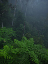 Ferns In A Misty Forest