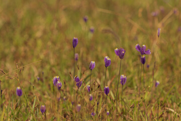 Beautiful floral spring abstract background with copy space.