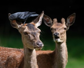 Wall Mural - Black raven standing on the head of a deer, another deer with antlers looking at it