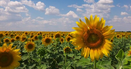 Fototapete - Agriculture. In Field Bloom Yellow Sunflower. Crop Yellow Sunflowers on a Farm. Farmland. Agrarian Industry. Rural Landscape. Nature, Blue Sky and White Clouds. 