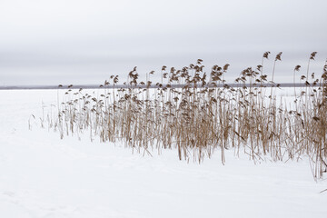 Wall Mural - winter lake landscape with frozen trees and reeds. hoarfrost and snowy background. plants covered wi