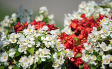 White And Red Begonias. Close-up Of Densely Flowering Begonias. Small White And Red Flowers.
