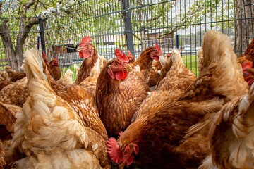 Poster - Brown chicken in the farm