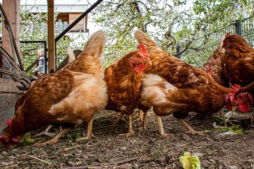 Canvas Print - Brown chicken in the farm