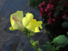Yellow Snapdragon Flower (Antirrhinum Majus)