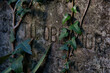 An old stone tomb with a headstone overgrown with ivy,  shallow depth of field, close up