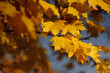 Golden leaves background, beautiful autumn scene with vibrant yellow leaves in foreground and blue sky in background; selective focus, partially blurred