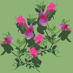 Wall Mural - pea blossoming plants isolated on green background