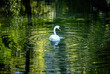 swan swimming on a calm river