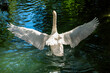 white swan stretching out the wings while swimming on a calm stream